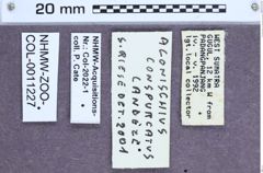 Etiketten zu Ludioschema conspurcatum (NHMW-ZOO-COL-0011227)